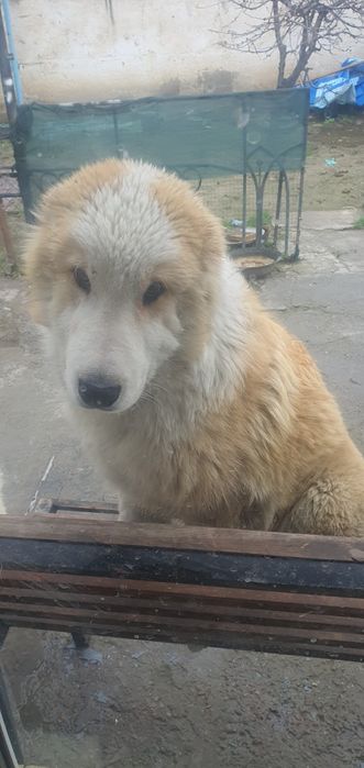 Чистокровный алабай