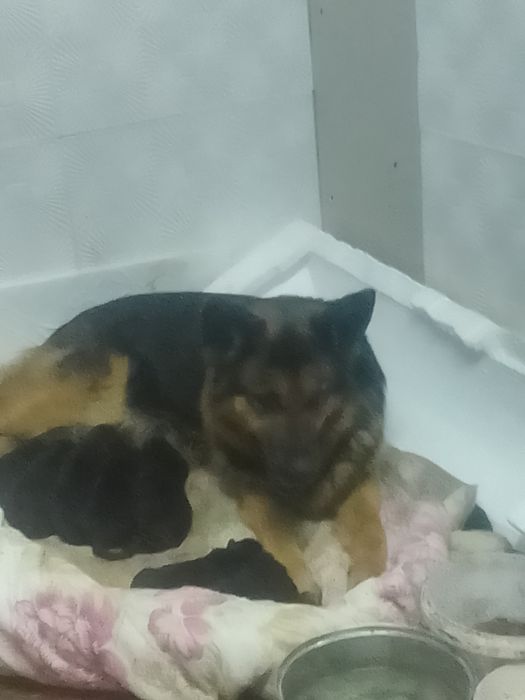 Продам щенят, мальчики 40к без документов. Девочки 30к