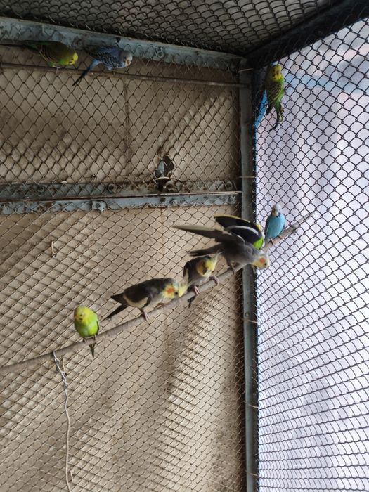 Кореллы возрастные