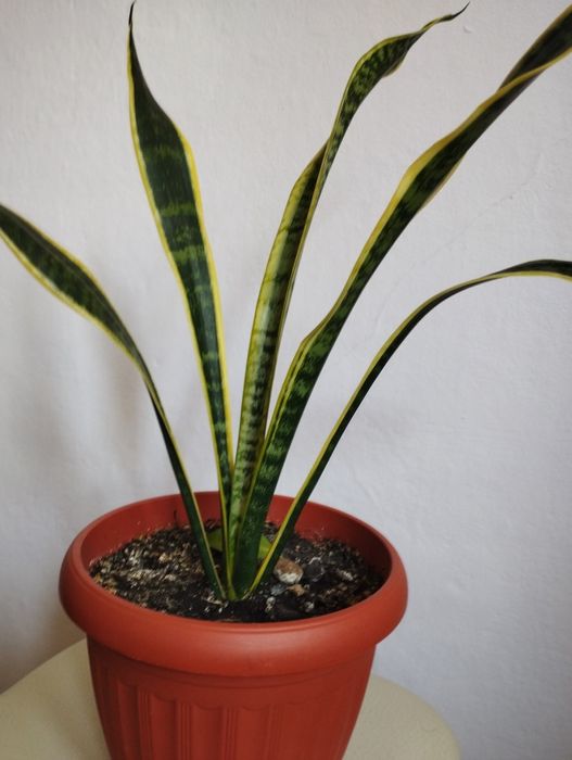 Продам цветы комнатные