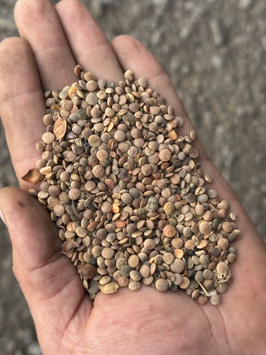 Чечевица зеленая, красная