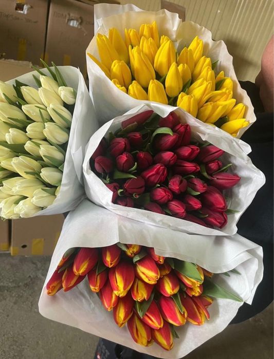 Тюльпаны Экстра+ оптом