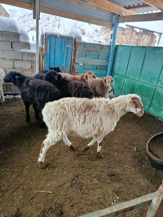 Жасқа толмаған ісек тоқтылар сатылымда