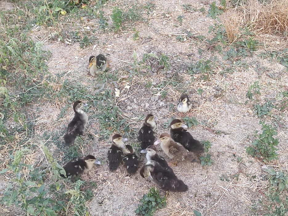 Индаутка 1yarim oylik