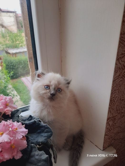 Котята британские.