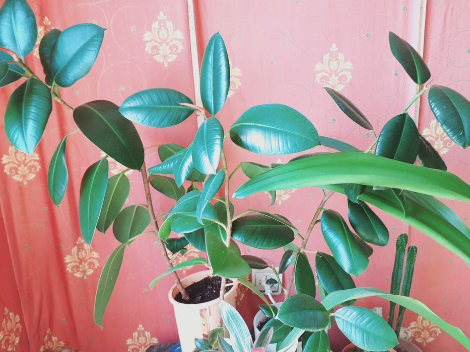 Продам комнатный цветок!!!