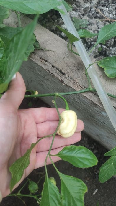 Продам перец Каролина Рипер