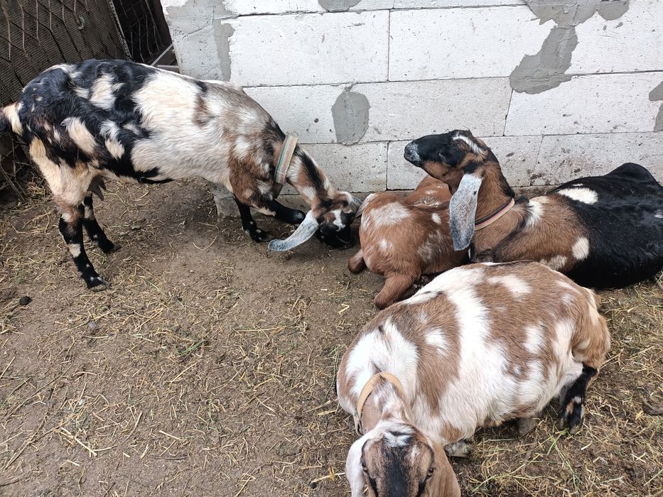 Ied anglonubian de vanzare