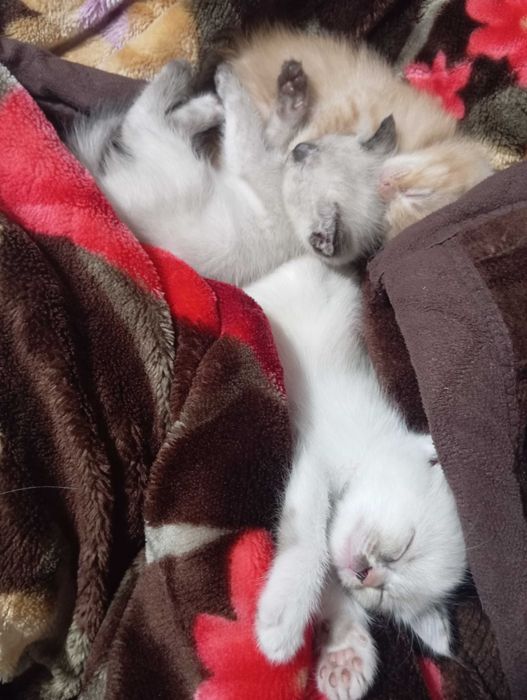 Продаю котят, маленькие