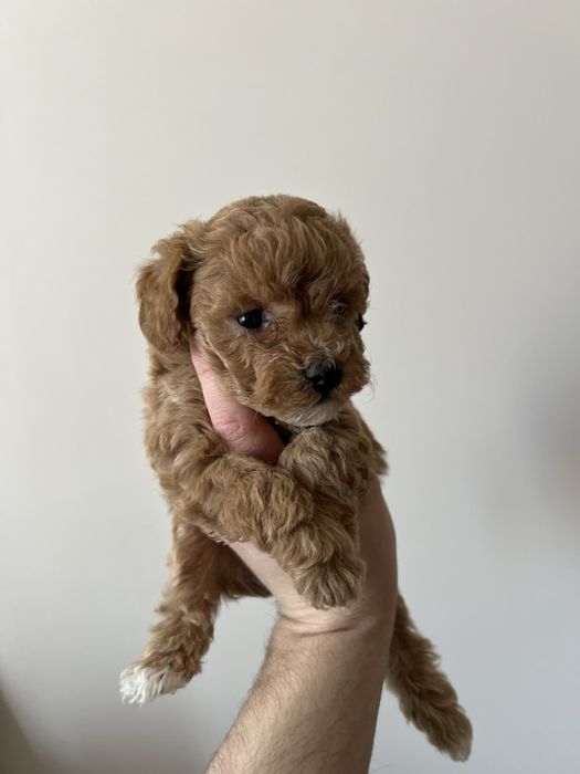 Той Пуделчета мини