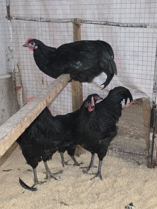 Австролорп Румыния