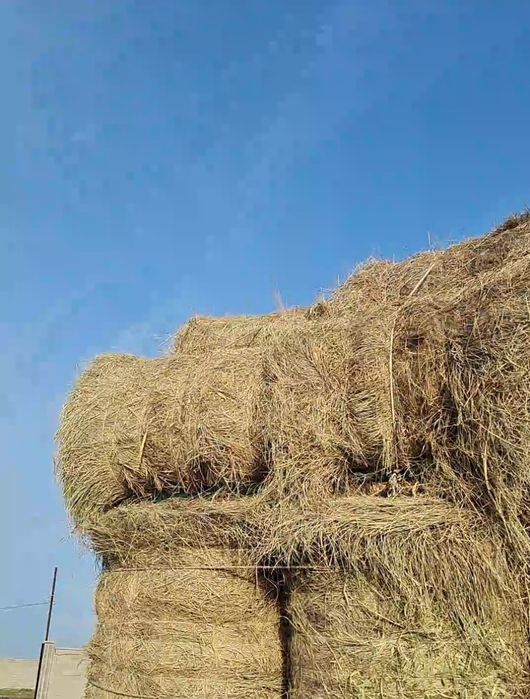 Жоңышқа Шөп Люцерна