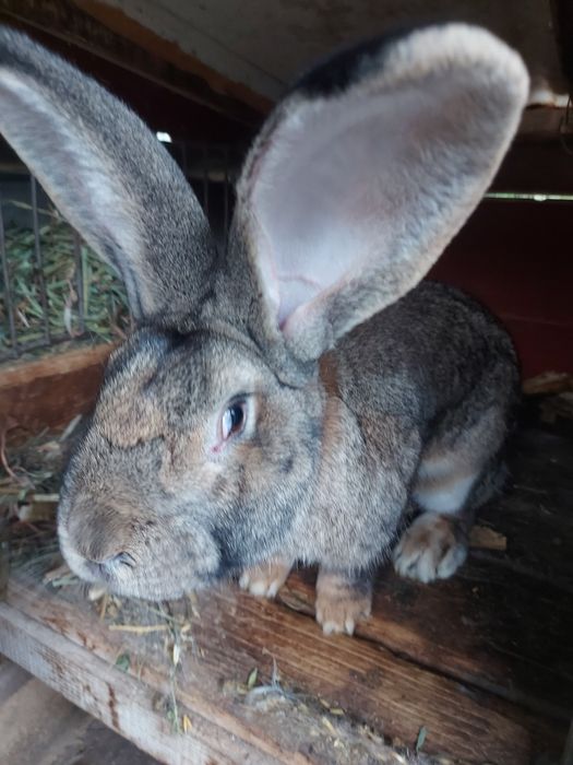 Iepuri urias german.