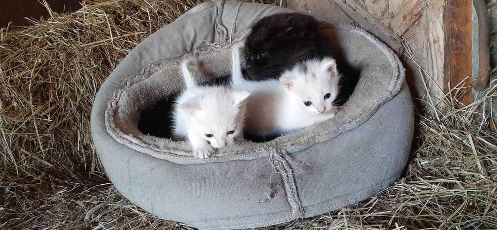 Дарю, успей забрать котика!