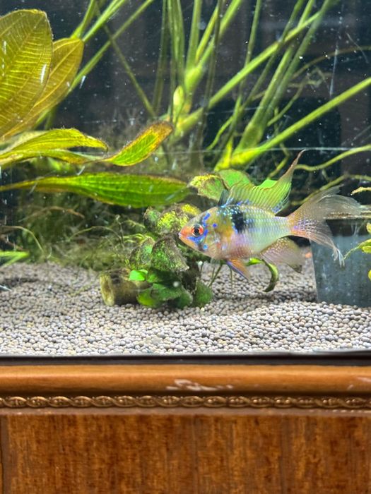 Апистограмма Рамирези вуалевая