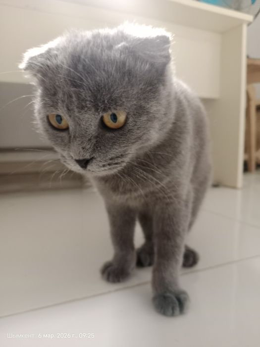 Котёнок мысык кішкентай