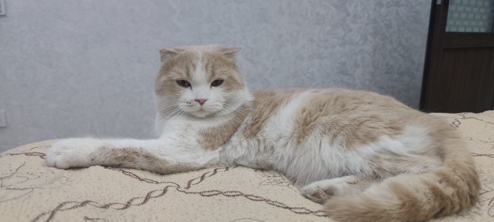 Вязка шотландского скоттиш фолд кота