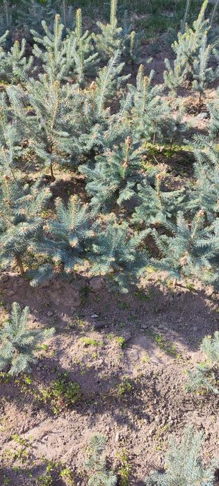 Голубой ель сотилади