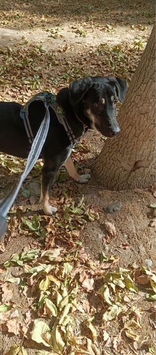 щенок в добрые руки, бесплатно