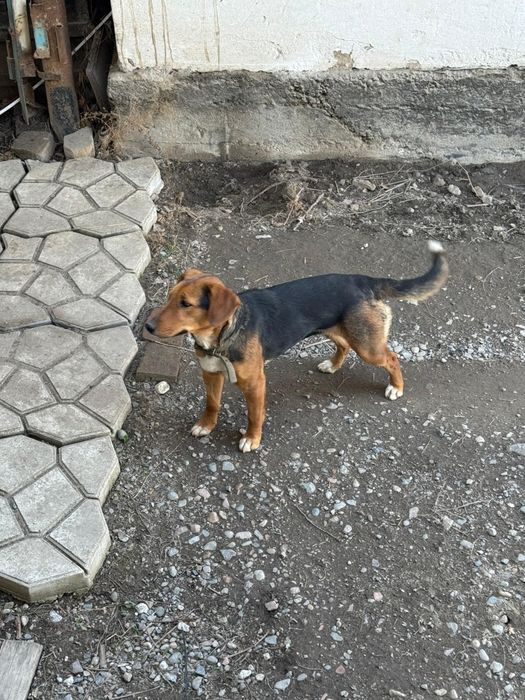 Отдам в хорошие руки