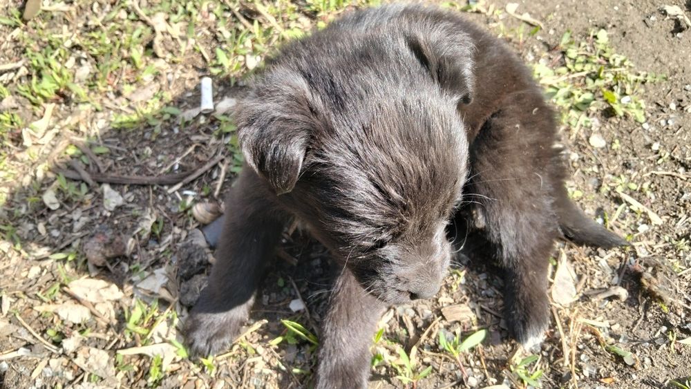 Отдам даром щенят