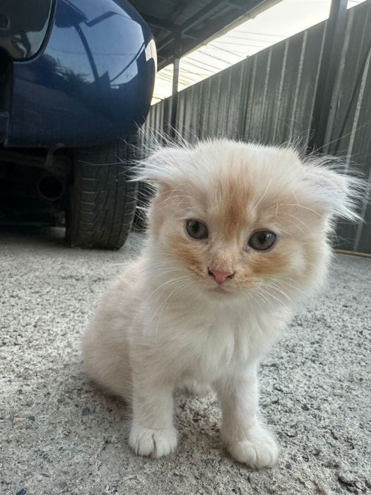 Котята в хорошие руки