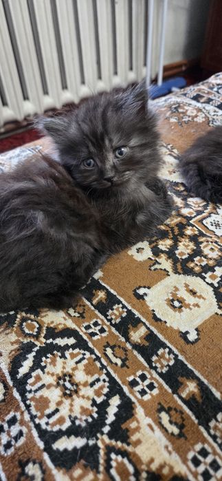Котята ищут дом !!!
