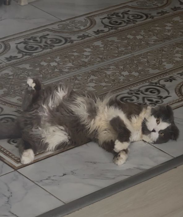 Нужна кошка для вязки