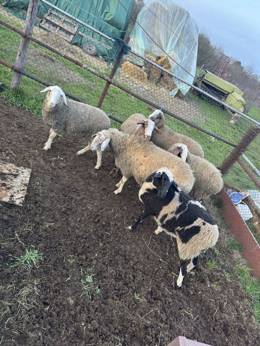 Продавам шилета 6.бр