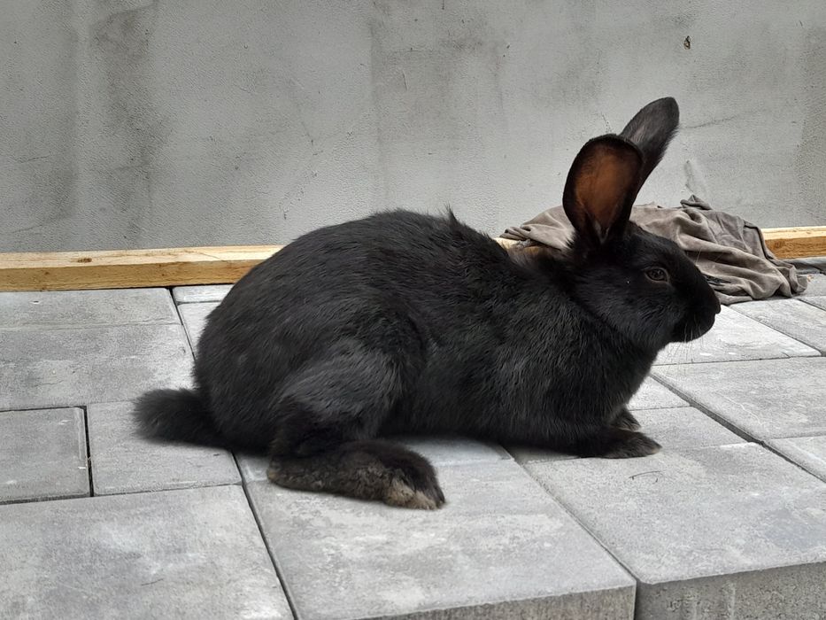 Disponibili puiu de fluture german și o femela janes de 3.5 luni