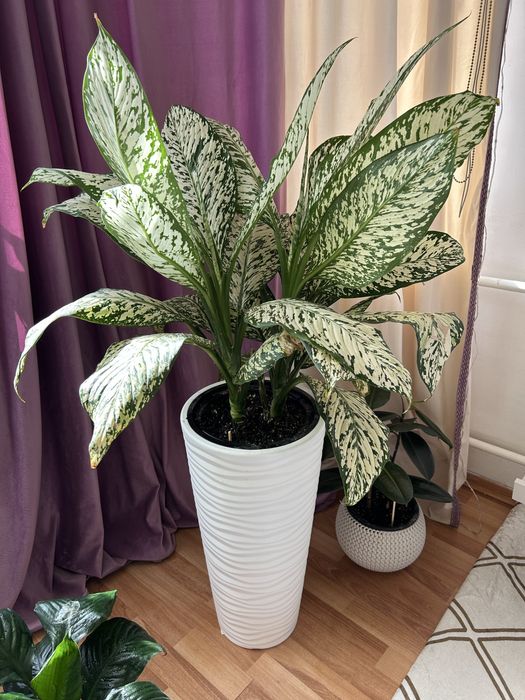 Гүлдердің бағасын білү үшін ватцапқа шығыңыздар.