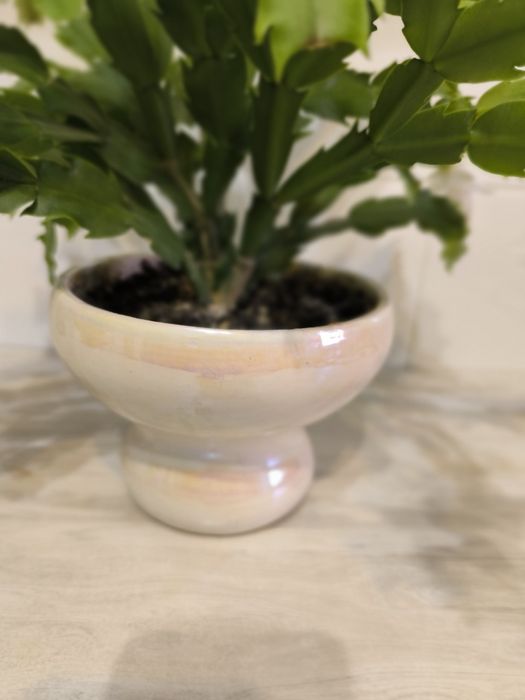 Декабрист белый продам