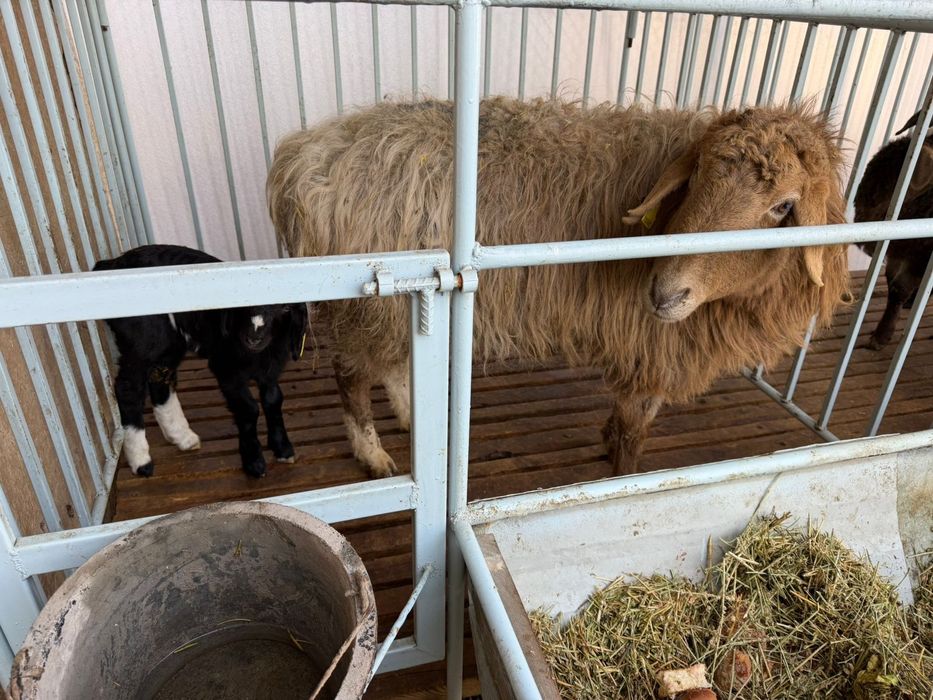 Продаётся бараны