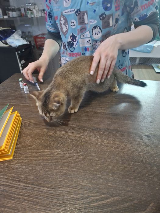 Кошка скотиш фолд привитая