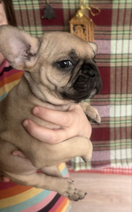 Щенки французики девочки