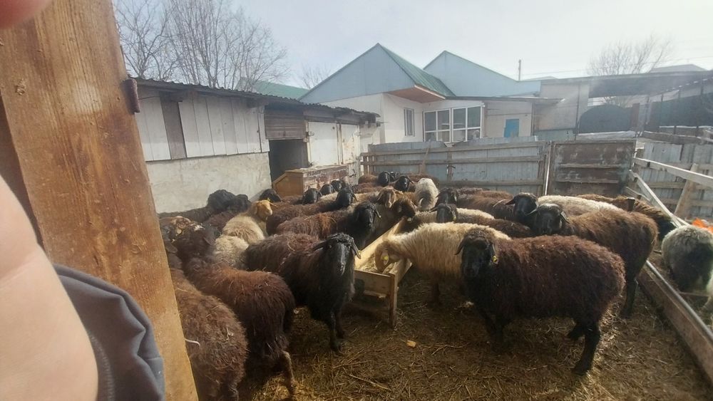 Қой сатылады семіз