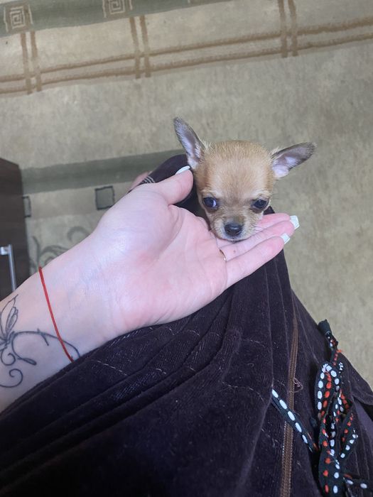 Карманная собачка щенки микро и мини