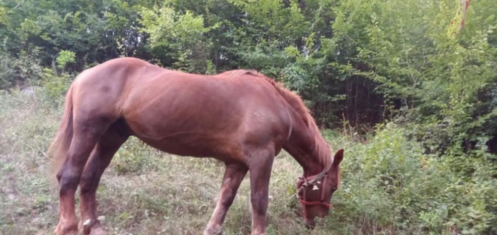 Cal bun de lucru disponibil