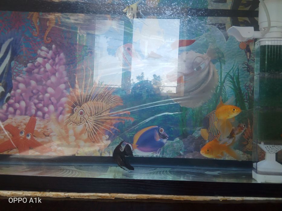 Аквариум балығымен