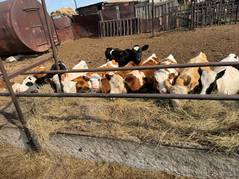Продам КРС коровы и телята