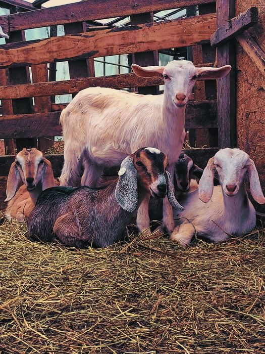 Iezi capre anglonubian,metis saanen