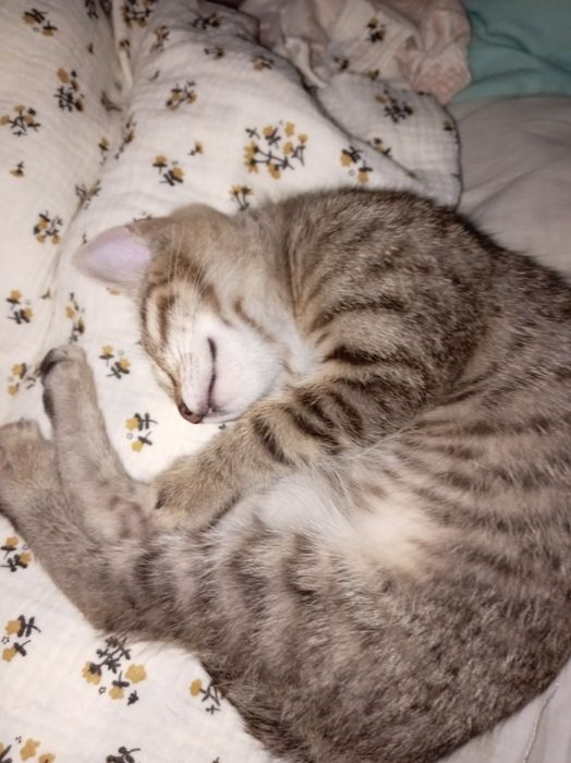 потерялось кошка