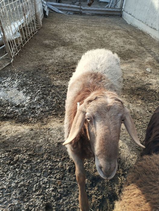 1 yosh quchqor sotiladi