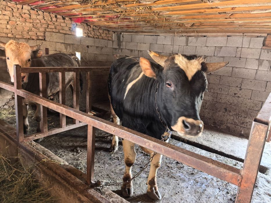 Продается бычок 2 годик