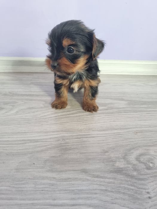 Йоркшир териери момчета.