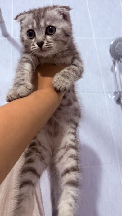 Вислоухий  котенок