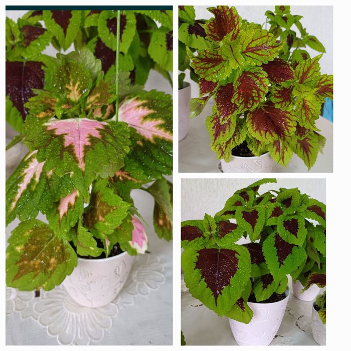 Комнатные растения