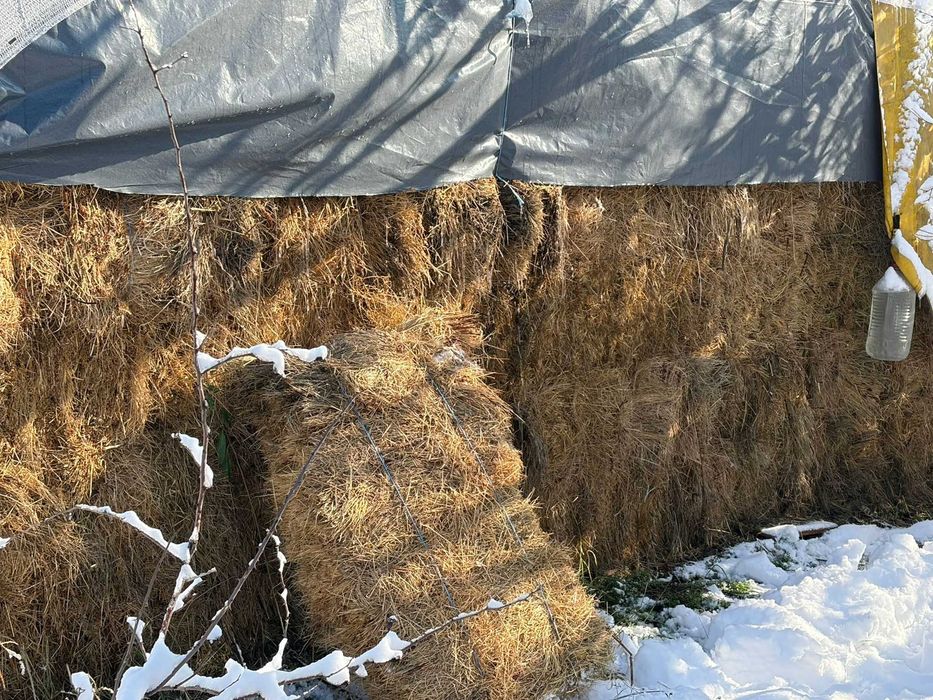 Vind baloți de trifoi dreptunghiulari