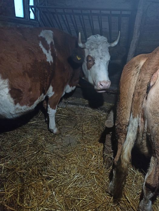 Vând vacă cu lapte