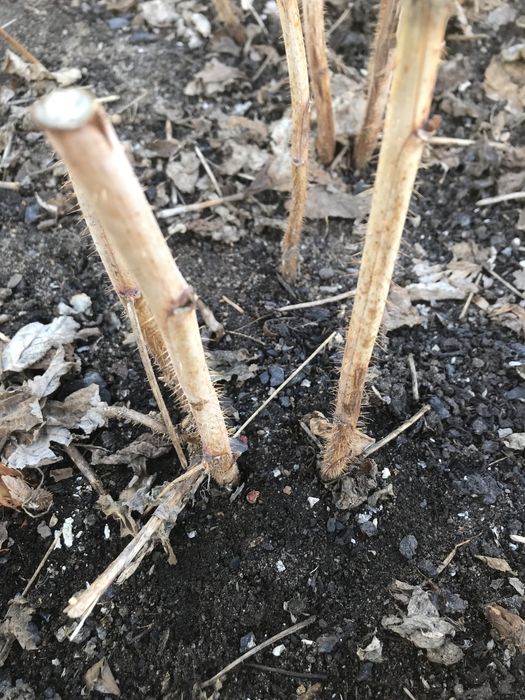 Саженцы малины …